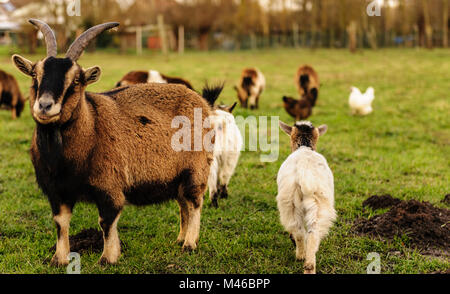 Eine Gruppe von kleinen Ziegen grasen in ein Feld in einem Februar Winter am Nachmittag in den Flämischen Ardennen in Belgien. Stockfoto