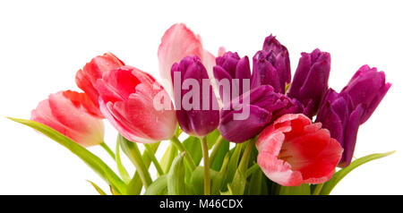 Lila und rosa Tulpen Blumenstrauß isoliert auf Weiss. Stockfoto