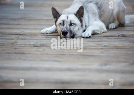 Husky Hund auf dem Boden Stockfoto