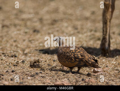 Männliche Black-Bellied Sandgrouse (Pterocles orientalis) in der Wüste Ziege pen auf der Insel Fuerteventura Kanarische Inseln. Stockfoto