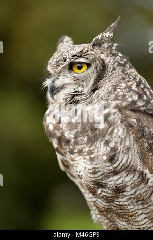 Eurasische Adler-Eule Stockfoto