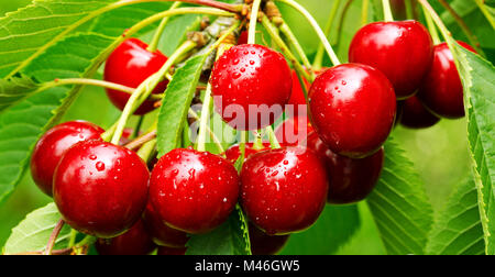 Sweet cherry rote Beeren auf einem Ast in der Nähe. Stockfoto