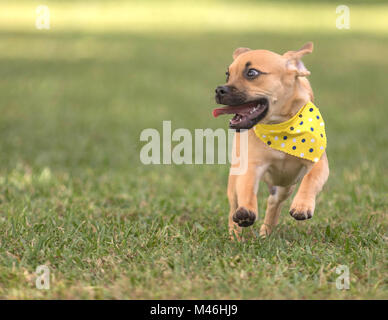 Cute Puppy in Richtung Kamera laufen auf Gras Polka Dot bandana tragen Stockfoto