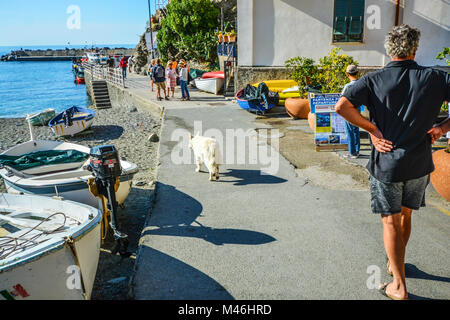 Ein Mann seine langhaarigen weißen Hund auf einem Weg am Strand und Hafen von Monterosso, Cinque Terre Italien mit Touristen und Boote Stockfoto