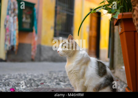 Eine graue und weiße tabby Katze mit schönen gelben, grünen Augen sitzt und Uhren auf eine Gasse in Monterosso, Cinque Terre Italien Stockfoto