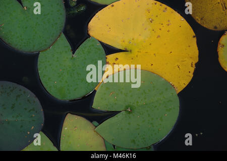 Eine Gruppe von Lily Pads Stockfoto