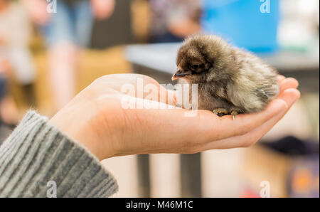 Baby Küken in der Handfläche Stockfoto