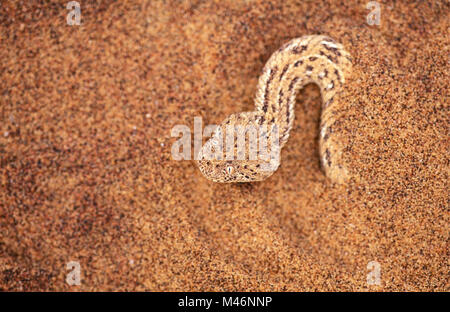 Namibia. Namib Wüste. Sossusvlei. Sanddünen. Peringuey Addierer (Sidewinder) (Bitis peringueyi). Schlange. Stockfoto