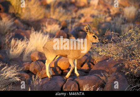 Namibia. Kalahari Wüste. In der Nähe von Keetmanshoop. Klippspringer (Oreotragus oreotragus). Stockfoto