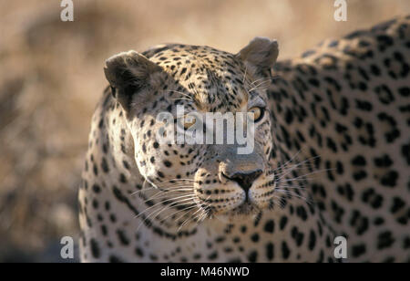 Namibia. In der Nähe von Okahandja. Omburo Berge. Leopard (panthera pardus). Stockfoto