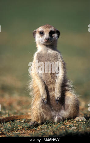 Namibia. Etosha National Park. Erdmännchen oder erdmännchen (Suricata suricatta), die zu den Mungo Familie. Stockfoto