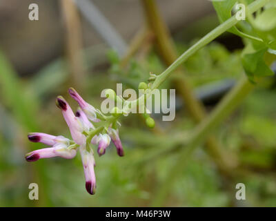 Gemeinsame Fumitory, Fumaria officinalis Stockfoto