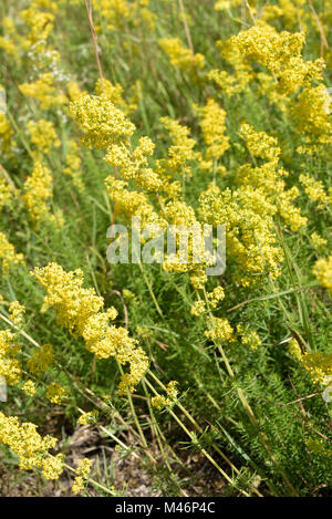 Lady's Labkraut, Galium verum Stockfoto