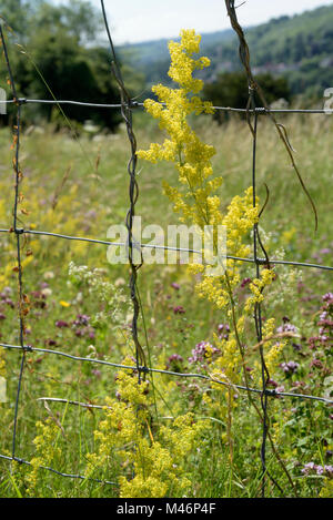 Lady's Bedstraw, Galium verum Wachsen auf einem Zaun mit Sonnenlicht Durchscheinen Stockfoto