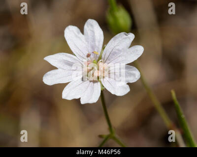 Weiße Form von Dove's-foot Crane's-Bill, Geranium molle Stockfoto