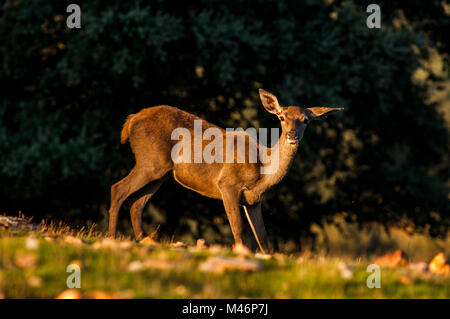 Hirsch (Cervus elaphus) gedreht in Spanien. Stockfoto