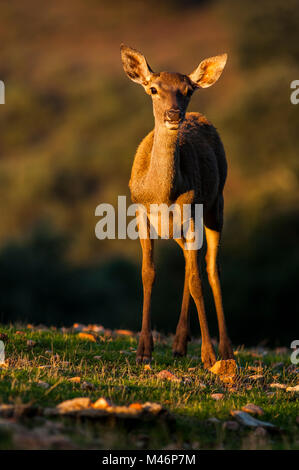 Hirsch (Cervus elaphus) gedreht in Spanien. Stockfoto