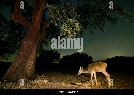 Hirsch (Cervus elaphus) gedreht in Spanien. Stockfoto