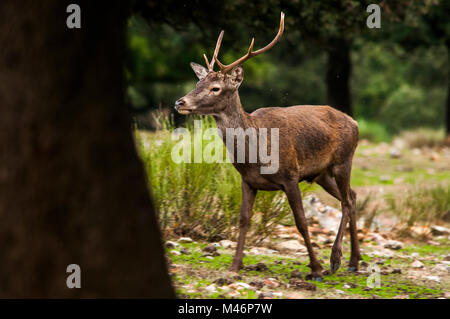 Hirsch (Cervus elaphus) gedreht in Spanien. Stockfoto