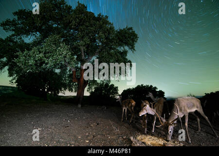 Hirsch (Cervus elaphus) gedreht in Spanien. Stockfoto