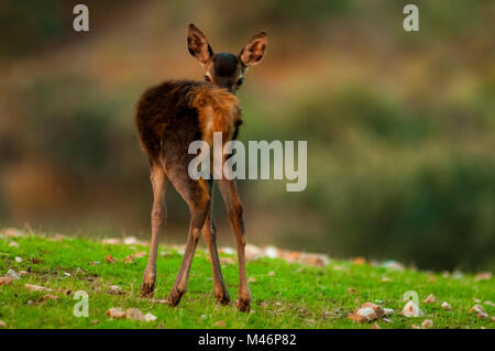 Hirsch (Cervus elaphus) gedreht in Spanien. Stockfoto