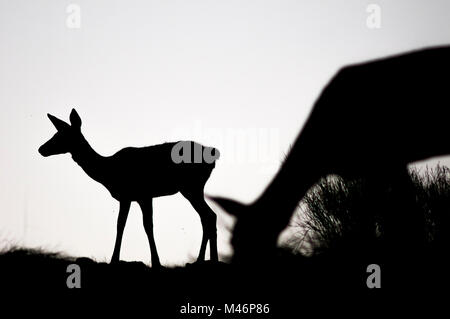 Hirsch (Cervus elaphus) gedreht in Spanien. Stockfoto