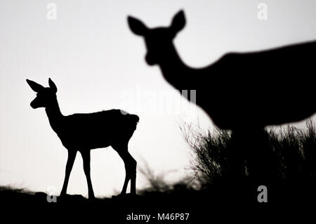 Hirsch (Cervus elaphus) gedreht in Spanien. Stockfoto