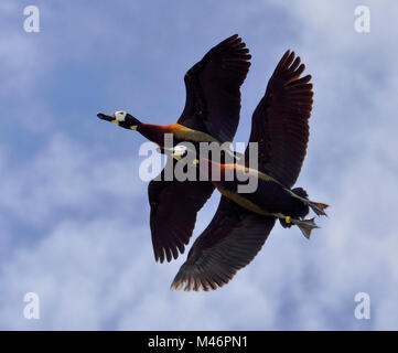 Paar weiße konfrontiert Pfeifen Enten (Dendrocygna viduata) im Flug Stockfoto