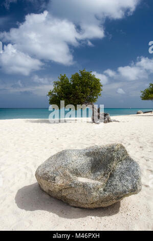 Divi Divi Baum und Felsen, Eagle Strand, Aruba, Niederländische Antillen, Karibik Stockfoto