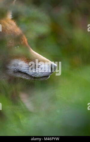 Red Fox (Vulpes vulpes) versteckt sich im Unterholz (Captive), Surrey, Oktober Stockfoto