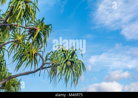 Pandanus Tectorius, Hala Baum, Schraube Kiefer, weiblich, mit Obst, Kopie in Honolulu, Oahu, Hawaii USA. Stockfoto