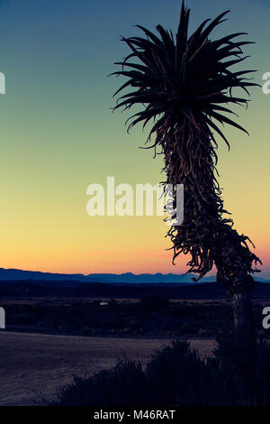 Eine Aloe Pflanze vor dem Hintergrund der Klein Karoo Berge in der Abenddämmerung in Südafrika eingestellt Stockfoto