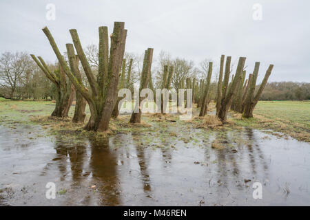 Blick auf überstieg Bäume an Bramshot Farm Country Park in der Nähe von Fleet, Hampshire, UK an einem Wintermorgen Stockfoto