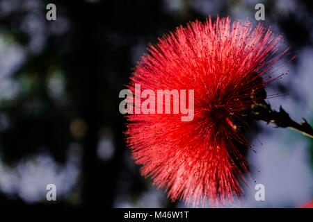 Calliandra haematocephala rote Blume mit Sonnenlicht Stockfoto