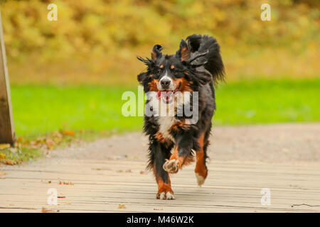 Ein Bild des Glücklichen nach Berner Sennenhund, läuft auf die hölzerne Brücke. Stockfoto