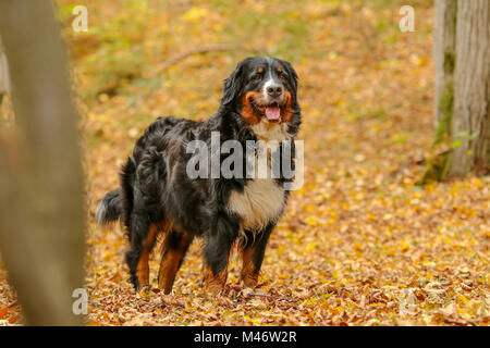 Ein Bild von einem Ständigen nach Berner Sennenhund während der Wanderung zwischen den Blättern in den Wald. Stockfoto