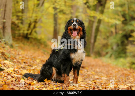 Ein Bild von einem Ständigen nach Berner Sennenhund während der Wanderung zwischen den Blättern in den Wald. Stockfoto