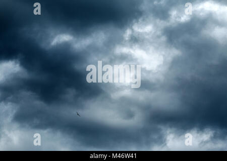 Ein einsamer Segler in den Himmel fliegen hoch und versucht, sich von den dunklen Wolken und Stürme zu fliegen. Stockfoto