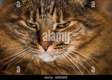 Sibirische graue Katze Gesicht nach unten schauen. Stockfoto