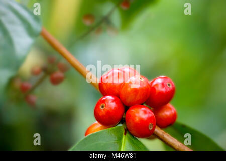 Kaffee Pflanze Makro schießen Stockfoto