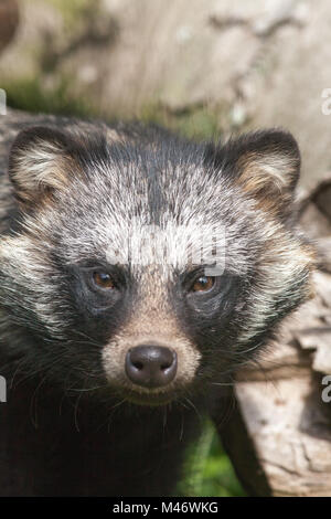Marderhund (Nyctereutes procyonoides). Thrigby Hall Willdlife Gärten. 2017. Stockfoto