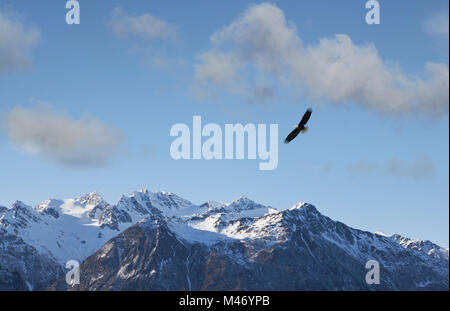 Weißkopfseeadler hochfliegende über den Chilkat Berge in der Nähe von Haines, Alaska an einem sonnigen Tag. Stockfoto