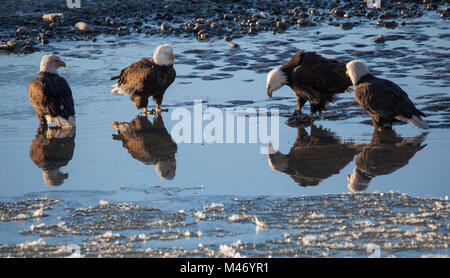 Vier Weißkopfseeadler heraus hängen im flachen Wasser in den Chilkat Bald Eagle Preserve an einem sonnigen Wintertag. Stockfoto