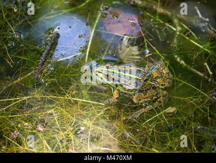 Ein Frosch sitzt in einem Teich in Süddeutschland Stockfoto