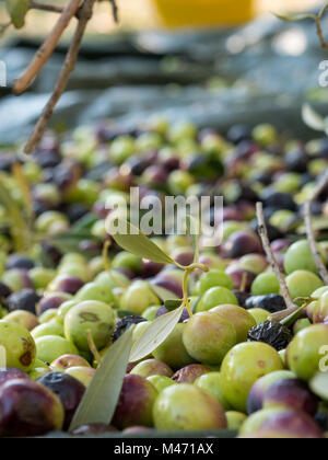 Bunte Hand gepflückte Oliven auf dem Boden in der Nähe von Stockfoto