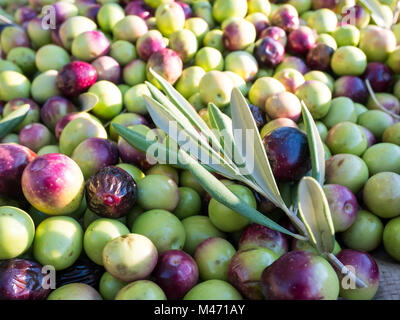 Bunte Oliven auf dem Boden in der Nähe von Stockfoto