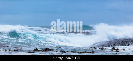 Wo Atlantik und Indischer Ozean treffen, Jackass Pinguine, Möwen und Algen zu genießen - Boulders Beach, False Bay, Simon's Town, Kapstadt, Südafrika Stockfoto