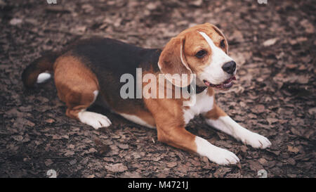 Beagle Hund Trikolore auf dem Boden liegend Stockfoto