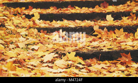 Taube, die zu Fuß auf dem Rasen in der Nähe von Lärche Baum Stockfoto