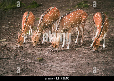 Süße Tiere Bild mit zwei Böcke und zwei doe Damwild, in einer Reihe angeordnet, während die Suche Essen und Essen. Stockfoto